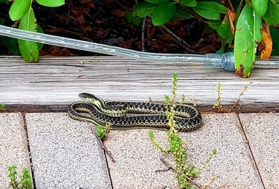 Ribbon snake on pest control