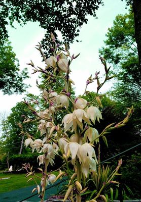 Another angle of the yucca plants