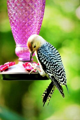 Rose-breasted  woodpecker visiting hummingbird feeder