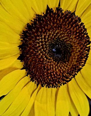 Sunflower Close-Up