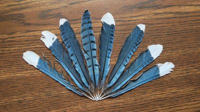 A collection of blue jay feathers