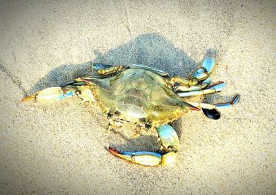 Atlantic Blue  Crab