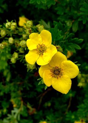 Shrubby cinquefoil, a pretty addition to a front yard.