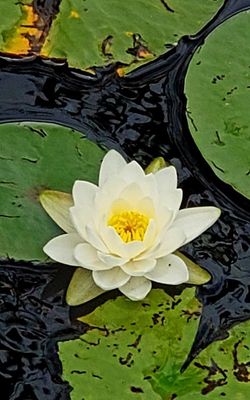 Fragrant waterlily