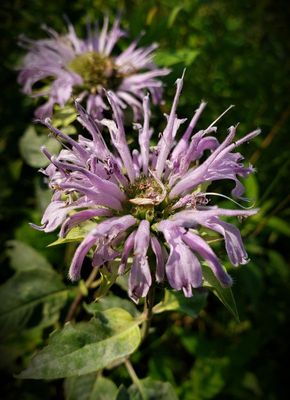 Wild Bergamot or Bee Balm - monarda fistulosa