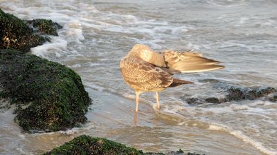 A good time to groom in the surf