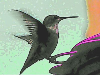 Hummingbird - abstract