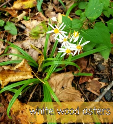 WILD WOOD ASTERS