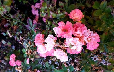 Beach roses - rosa rugosa