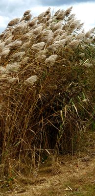 Windswept Reeds