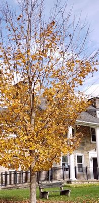 Silver maple in fall splendor