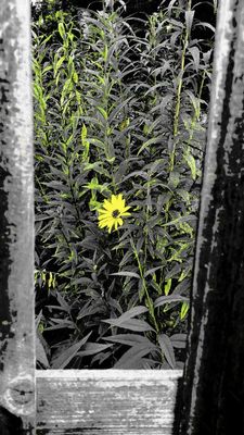 Cheerful Sunflower - helianthus laetiflorus