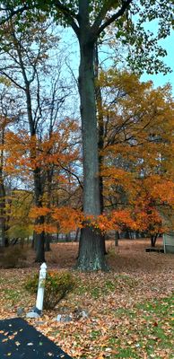 Oak and Maple Trees Entwined