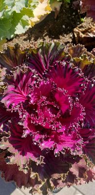Decorative Red Cabbage