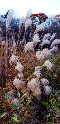 Pampas Grass in north-west New Jersey 