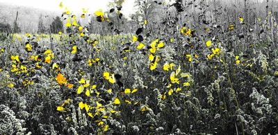 Late fall view of weedfields