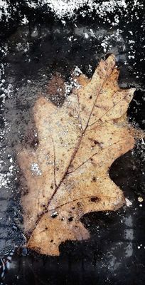 Oak leaf frozen in three inches of ice.