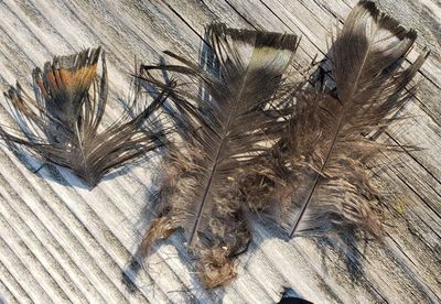 Wild turkey feathers found while walking.