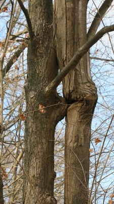 Even trees do it - time for a hug and a kiss