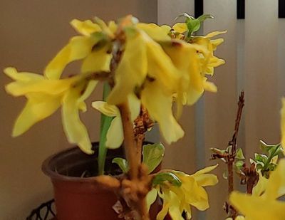 Forsythia blooming and sprouting green leaves mid-winter indoors.