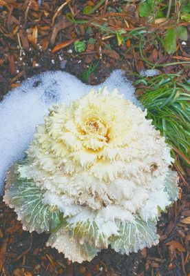 Frozen decorative cabbage