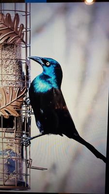 A crackle - another visitor to our feeder