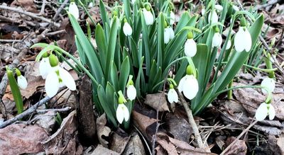 Snowdrops are in full bloom since early January 2024