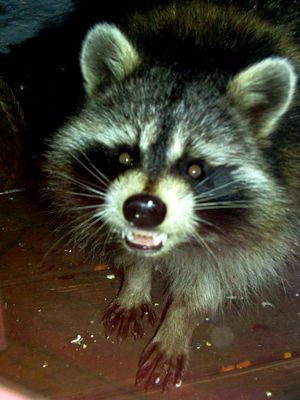 He is just a hungry raccoon.
