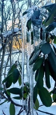 Thick ice draped over branches