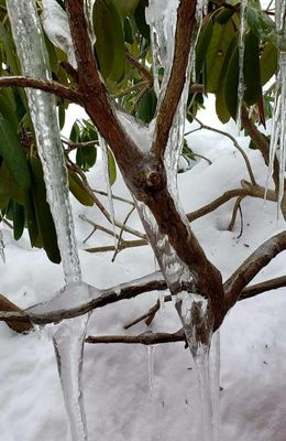 Thick ice has been forming on this rhododendron bush
