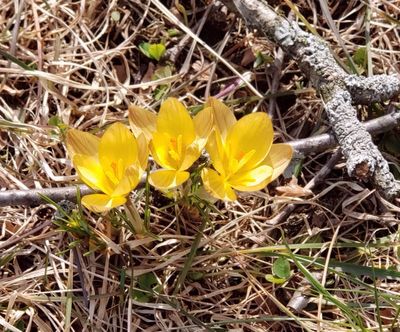 Spring is making its appearance in our front lawn