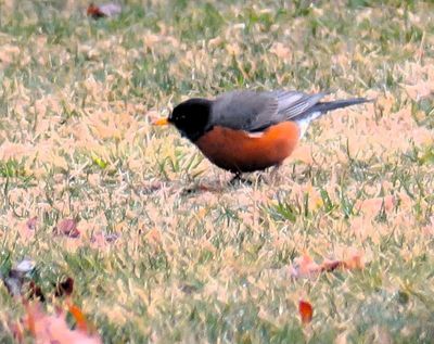 The robins arrived about a month earlier than usual