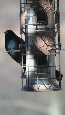 Crackles are taking over my feeders