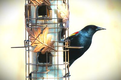 A red-winged blackbird munching