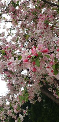 Love this beautifully blooming Japanese crab apple tree