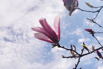 Despite the heavy rains our magnolias are blooming