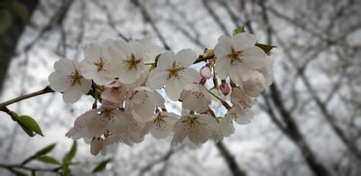 Cherry blossoms blooming around Horseshoe Lake Park 