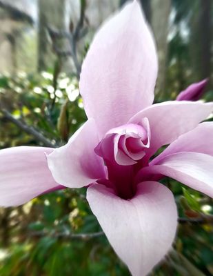 Our magnolias are eager to show their happy faces
