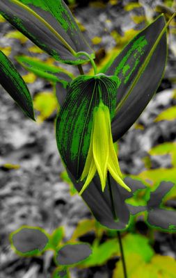 Uvularia grandiflora - Bellwort