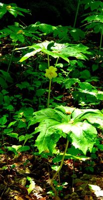 It is mayapple time in New Jersey 
