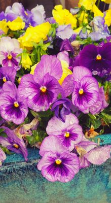 Pansies galore