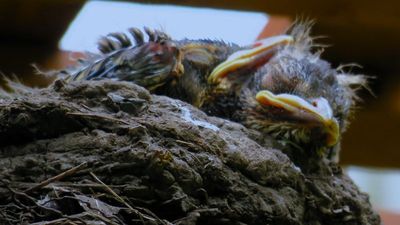 Two young American robin hatchlings waiting for food