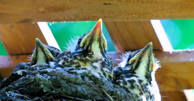 Four week old robin hatchlings