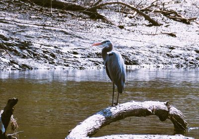 Great blue heron on the prowl