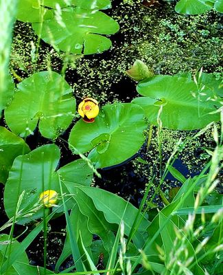 Yellow pond lilies - Nuphar lutea