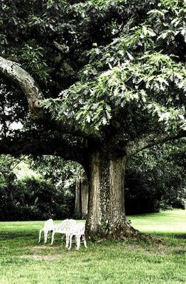 A very old oak at Rutherfurd Hall