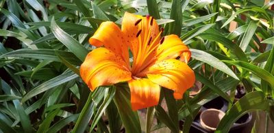 Tiger Lilies blooming on our deck