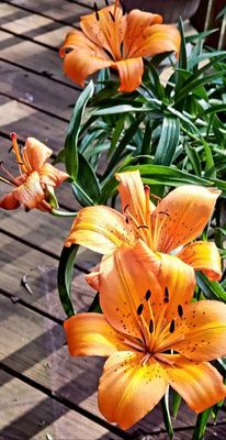 Tiger lilies blooming on our deck. Lilium lancifolium