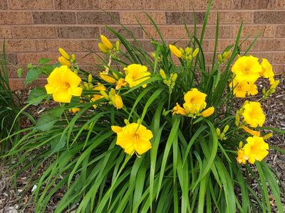 Yellow Daylilies