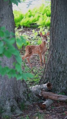 Fawn - a week old - in our backyard